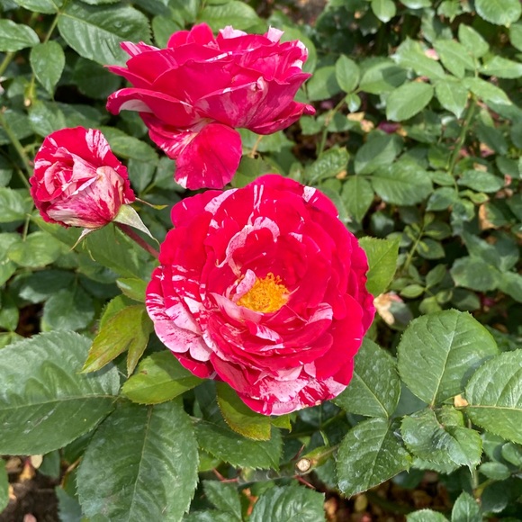 Meet your Posher, Amanda - Picture 1 of 1